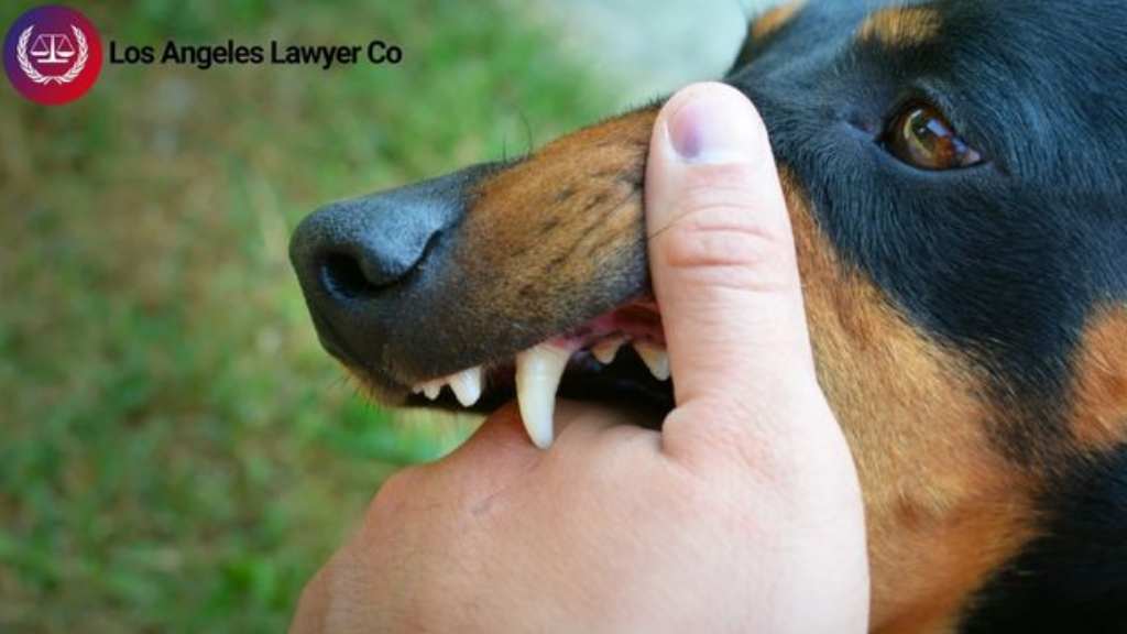 Victim of a Dog Attack? Get Your Dog Bite Claim